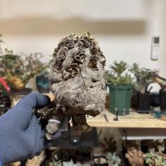 1*4様 EM04 ユーフォルビア ムランジーナ 現地球 輸入即出品 1*4様 EM04 ユーフォルビア ムランジーナ 現地球 輸入即出品