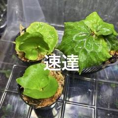 マダガスカリエンセ コロナリウム リドレイワイルド ビカクシダ