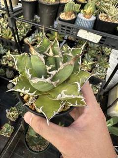 アガベ　チタノタ　シーザー　親株　ボールタイプ　3 アガベ：チタノタ シーザー 3号鉢植え* の通販 | 園芸ネット