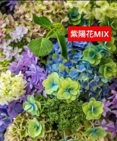 ト*ム様 輸入アジサイ苗ルビーチョコレートネコポス発送