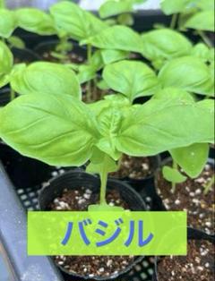 バジル苗 8本 有機肥料栽培 ハーブのサムネイル