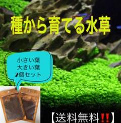 種から育てる水草 【小さい葉と大きい葉 】 各5gセット