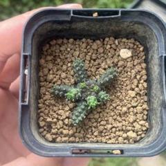 ユーフォルビア ガムケンシス 実生 コーデックス 塊根植物