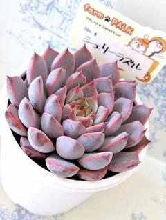 【メルカリ便発送】③ミックスベリアセット札なし　多肉植物　おらいさん苗 速達付き発送】 ➁ミックスベリアセット札なし 多肉植物 お