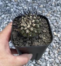 コピアポア 黒王丸 Copiapoa cinerea 台付 発根済み - メルカリ