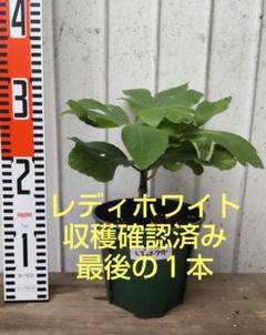 Col de Dama Blanc（レディホワイト）CdDDの特徴・味・耐寒性