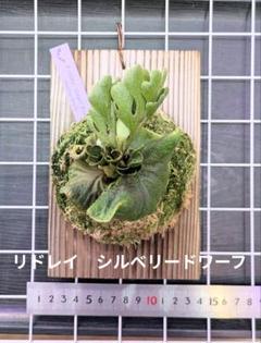Canal ワンダエドワーフ　獅子座　リドレイドワーフシルベリー 3種 ビカクシダ リドレイ ドワーフシルベリー | GREEN LUCK