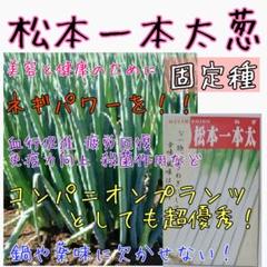 松本一本太葱 固定種 家庭菜園 種子 種 野菜の種 コンパニオンプランツ