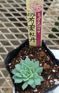 2025年最新】おらいさん苗 芍薬牡丹の人気アイテム - メルカリ