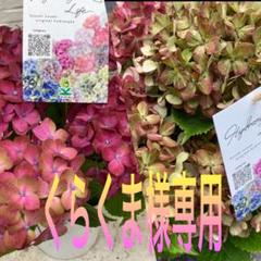くらくま様専用 紫陽花 アジサイ 秋色紅小町 紫式部 スズキ農園