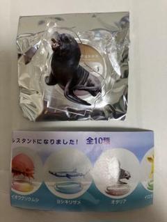 仙台　うみの杜水族館　アクリルスタンド　オタリア