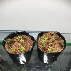 ドロセラプルチェラ ピンク花 2ポットセット 食虫植物 テラリウム パルダリウム