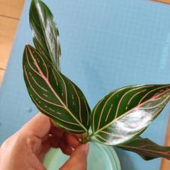 アグラオネマ ロタンダム