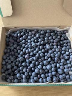 ブルーベリー　1kg 朝摘み新鮮　消毒除草剤無し　夕方発送のサムネイル