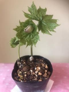 シラネアオイ 栽培の中古 未使用品を探そう メルカリ