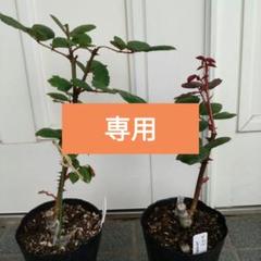 【値下げNG】花さま専用ページ 専用ページ - メルカリ
