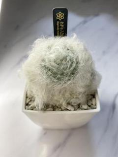 月晃殿 実生 鉢植え メルカリ便送料込み サボテン 月光殿 鉢ごと発送 - メルカリ