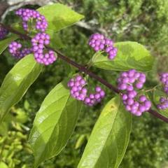 紫式部　ムラサキシキブ　コムラサキ　苗木2年生　庭木　茶花　ポット苗ラストのサムネイル