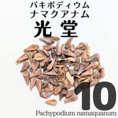 【残り僅か】パキポディウム　ナマクアナム　光堂　種子10粒 2025年最新】光堂 パキポディウムの人気アイテム - メルカリ
