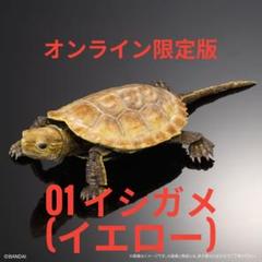Amazon | いきもの大図鑑アドバンス カメ01 [全4種セット