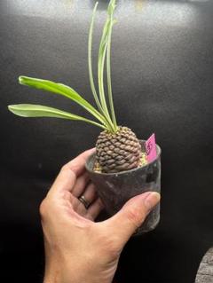 2_特大_ユーフォルビア_鉄甲丸 - メルカリ