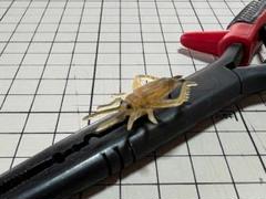 フライ用疑似餌 ③ 2個セットのサムネイル