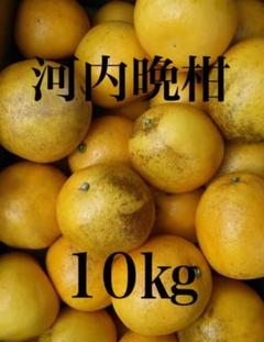愛媛県ミカン河内晩柑柑橘