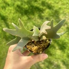 P.Willinckii cv Mutant ウイリンキー選抜　子株付き P.Willinckii cv Mutant ウイリンキー選抜個体 - メルカリ