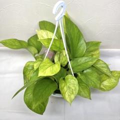 ふっきー♡ポトステルノ３種植え他計4点♡お鉢ごとメルカリ便 ふっきー様専用♡ポトステルノ3種植え他計4点♡お鉢ごと