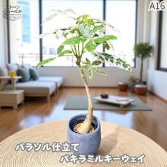 実生パキラミルキーウェイA16/枝分岐パラソル仕立て/無機質用土