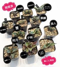 鉢ごと発送】人気のチタノタ12種セット【ネームタグ付】 - メルカリ