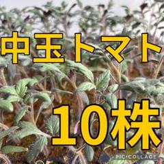 新鮮 中玉トマト苗 10株のサムネイル