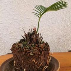 希少な二股（70+40cm) 蘇鉄　ソテツ　子株多数　最終特価　金曜昼処分 希少 ソテツ 蘇鉄 分頭 二股 レア ヤシ ユッカ アガベ