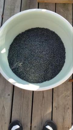 シンセー ブラックホール 水槽用黒砂利 小石状 18kg Amazon | シンセー 観賞魚用底砂 ブラックホール 1．5kg