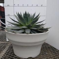 Cosmico plants / OKADA Toshiki | #aloepolyphylla うちの