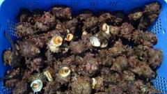 佐渡産新鮮 サザエ 5キロ　大特価‼️のサムネイル