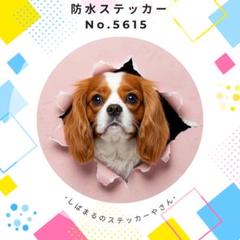 【送料無料❣️】キャバリア防水ステッカー 壁破り