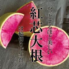 9月まきどき!紅芯大根60粒 【固定種】中身がピンク♡~辛味が少なく甘味がある~