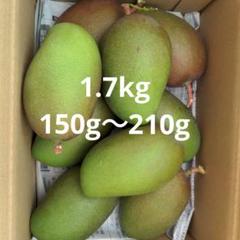 摘果マンゴー７キロ 摘果マンゴー 1.7kg 大きめ - メルカリ
