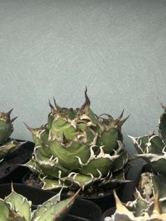 2025年最新】AGAVE シーザーの人気アイテム - メルカリ