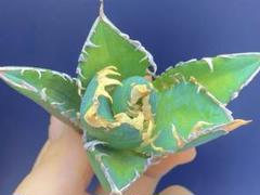 ル*た様 多肉植物　アガベ　チタノタ　特選　スーパーブツブツ　スーパーコンパクト アガベ スーパーチタノタ 成長記録｜🍀GreenSnap（グリーン
