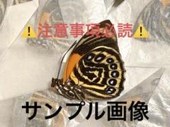 ブラジル産　　　　蝶　　剥製　　絵画 ブラジル産 蝶 剥製 絵画 希少