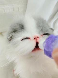 生後15日♡やわむぎゅ♡子猫ちゃん♡アートドール♡ぬいぐるみ♡ 生後2週間♡双子子猫ちゃん♡お世話セット♡アートドール