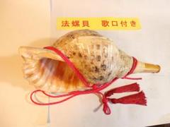 法螺貝 約40㎝ 　木製歌口,赤紐付　 MH-441 法螺貝 約40㎝ 木製歌口,赤紐付 MH-441 - メルカリ