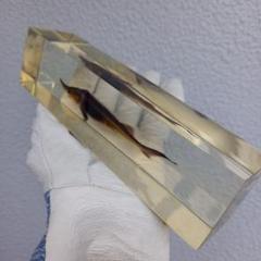 ぽ*け様 チョウザメレアオブジェ魚 標本 樹脂封入
