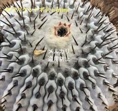 現地球 Copiapoa コピアポア コルムナアルバ 孤竜丸 厳選種子 20
