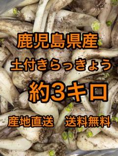 鹿児島県産　土付きらっきょう　約10キロ 鹿児島県産 土付きらっきょう 約10キロ y 鹿児島県産 土付き