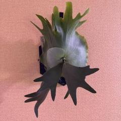 P. willinckii 'Jenny' TC 303 - メルカリ