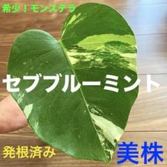 斑入りモンステラ☆超希少高級品最高セブブルーミント