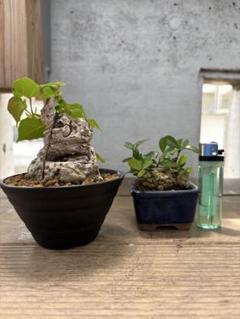 オオハマボウ　ハリツルマサキ　珍奇植物　琉球盆栽 オオハマボウ ハリツルマサキ 珍奇植物 琉球盆栽 - メルカリ